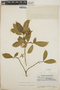 Tabernaemontana amygdalifolia image