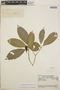 Tabernaemontana amygdalifolia image