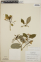 Tabernaemontana amygdalifolia image