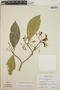 Tabernaemontana amygdalifolia image