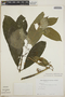 Tabernaemontana amygdalifolia image