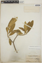 Tabernaemontana amygdalifolia image