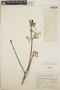 Tabernaemontana amygdalifolia image
