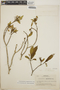 Tabernaemontana amygdalifolia image