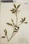 Tabernaemontana amygdalifolia image