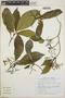 Tabernaemontana amygdalifolia image