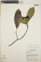 Tabernaemontana amygdalifolia image
