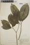 Tabernaemontana amygdalifolia image