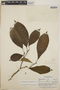 Tabernaemontana amygdalifolia image