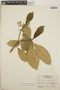 Tabernaemontana amygdalifolia image