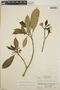 Tabernaemontana amygdalifolia image