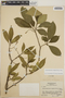 Tabernaemontana amygdalifolia image