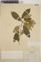 Tabernaemontana amygdalifolia image