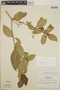 Tabernaemontana amygdalifolia image