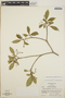 Tabernaemontana amygdalifolia image
