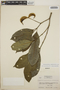Tabernaemontana amygdalifolia image