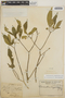 Tabernaemontana amygdalifolia image