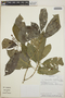 Tabernaemontana amygdalifolia image