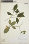 Tabernaemontana amygdalifolia image