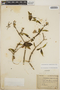 Tabernaemontana amygdalifolia image