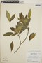 Tabernaemontana amygdalifolia image