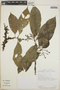 Tabernaemontana amygdalifolia image