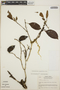 Tabernaemontana amygdalifolia image