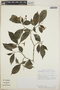 Tabernaemontana amygdalifolia image