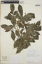 Tabernaemontana amygdalifolia image