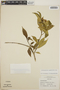 Tabernaemontana amygdalifolia image