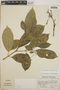 Tabernaemontana amygdalifolia image