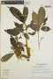 Tabernaemontana amygdalifolia image
