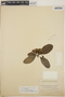 Tabernaemontana arborea image