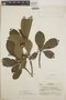 Tabernaemontana arborea image