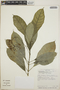 Tabernaemontana longipes image