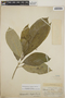 Tabernaemontana longipes image