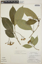 Tabernaemontana longipes image