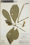 Tabernaemontana longipes image