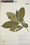 Tabernaemontana longipes image