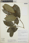 Tabernaemontana longipes image