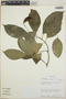 Tabernaemontana longipes image
