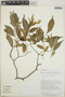 Tabernaemontana longipes image