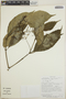 Tabernaemontana longipes image