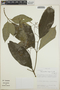 Tabernaemontana longipes image