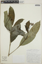 Tabernaemontana longipes image