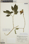 Tabernaemontana longipes image