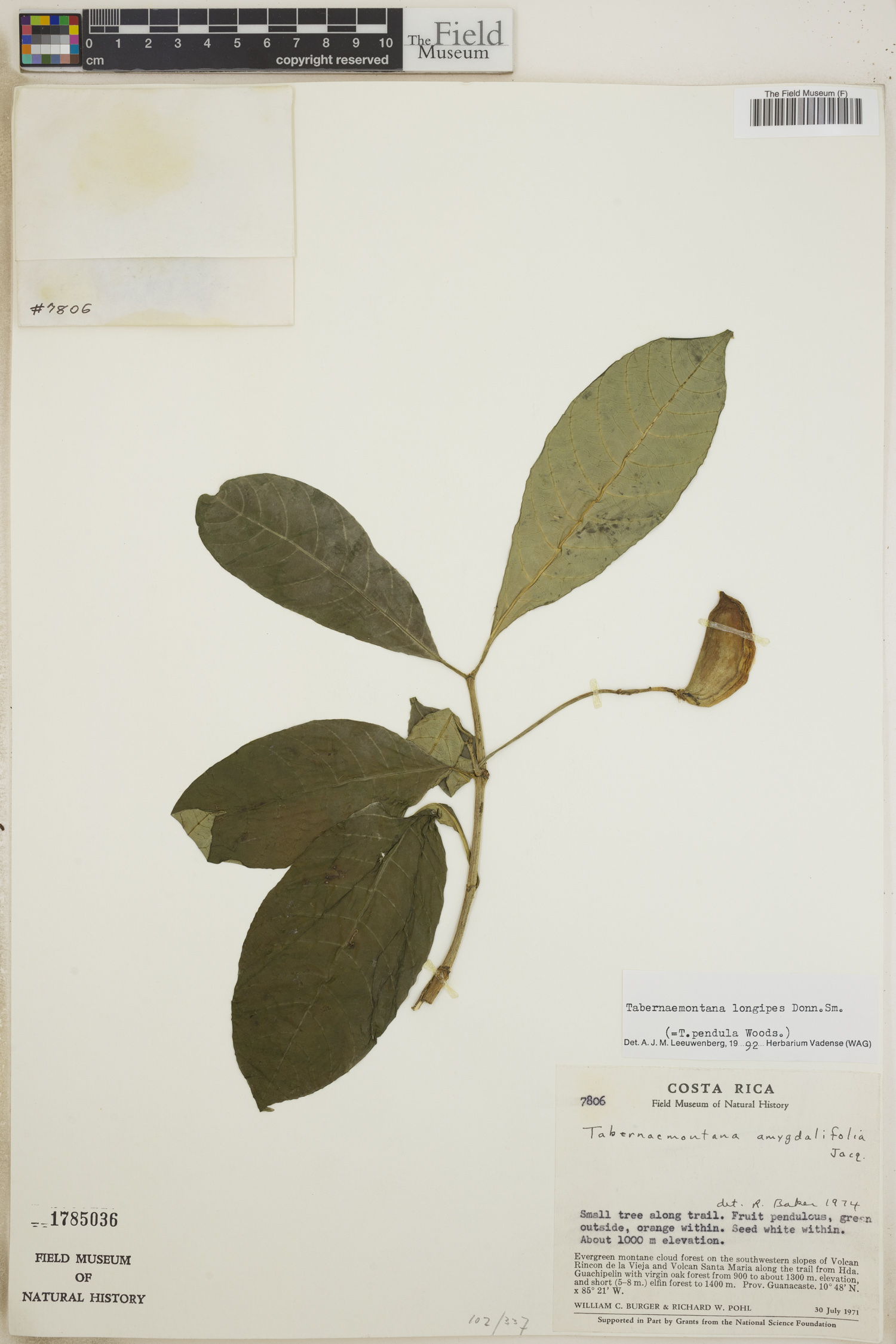 Tabernaemontana longipes image
