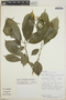 Tabernaemontana longipes image