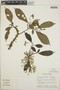 Tabernaemontana longipes image