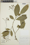 Tabernaemontana longipes image